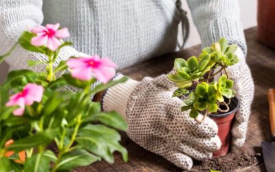 Jardinagem: conheça todos os benefícios