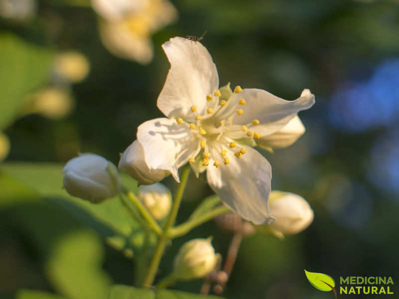 Jasmim - Jasminum officinale