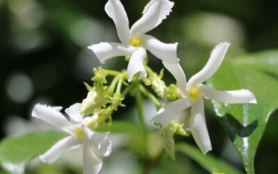 Jasminum officinale (JASMIM, JASMINEIRO)