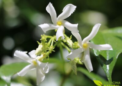 Jasminum officinale - JASMIM; JASMINEIRO