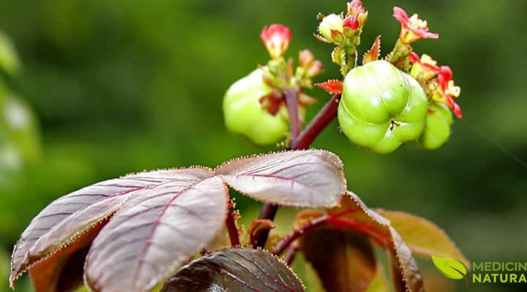Pinhão-Roxo: O Tesouro Medicinal Tóxico da Flora Brasileira