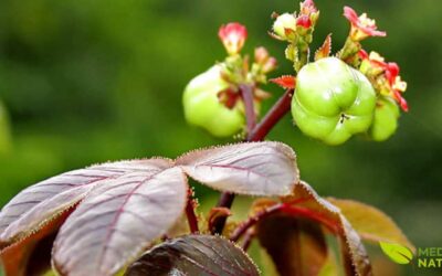 Pinhão-Roxo: O Tesouro Medicinal Tóxico da Flora Brasileira