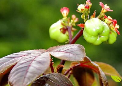 Flores e frutos do Pinhão-roxo em detalhe. As pequenas flores vermelhas e os frutos verdes arredondados são características marcantes desta planta medicinal. Os frutos contêm sementes ricas em óleo com potencial industrial e para biocombustível, mas também são tóxicos se ingeridos sem o processamento adequado. A beleza da planta contrasta com sua potência farmacológica.