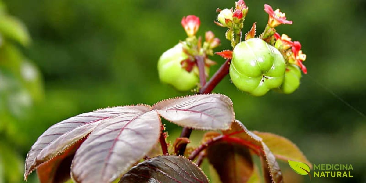 Flores e frutos do Pinhão-roxo em detalhe. As pequenas flores vermelhas e os frutos verdes arredondados são características marcantes desta planta medicinal. Os frutos contêm sementes ricas em óleo com potencial industrial e para biocombustível, mas também são tóxicos se ingeridos sem o processamento adequado. A beleza da planta contrasta com sua potência farmacológica.