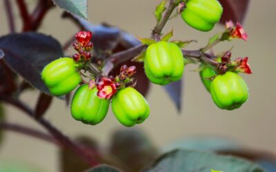 Jatropha gossypiifolia (PINHÃO-ROXO)