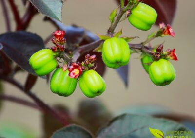 Jatropha gossypiifolia - PINHÃO-ROXO