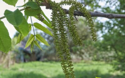 Juglans cinerea (NOGUEIRA-BRANCA)