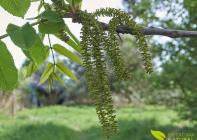 Juglans cinerea - NOGUEIRA-BRANCA / NOZ-BRANCA