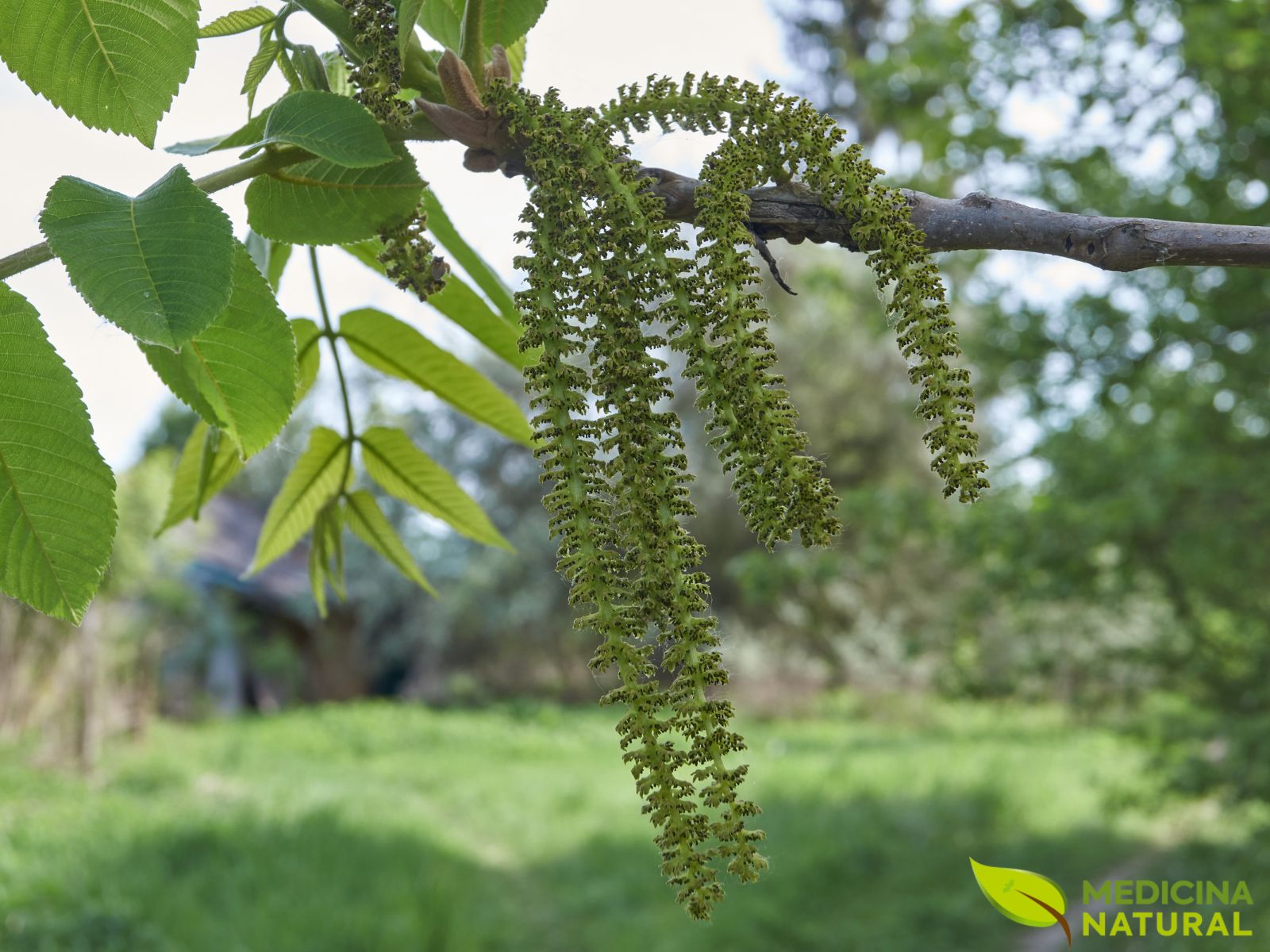 Juglans cinerea - NOGUEIRA-BRANCA / NOZ-BRANCA