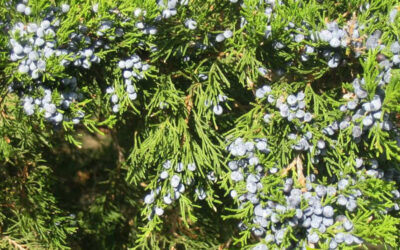 Junípero-vermelho: saiba para que serve