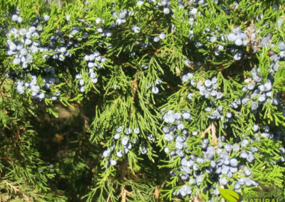 Junípero-vermelho - Juniperus virginiana