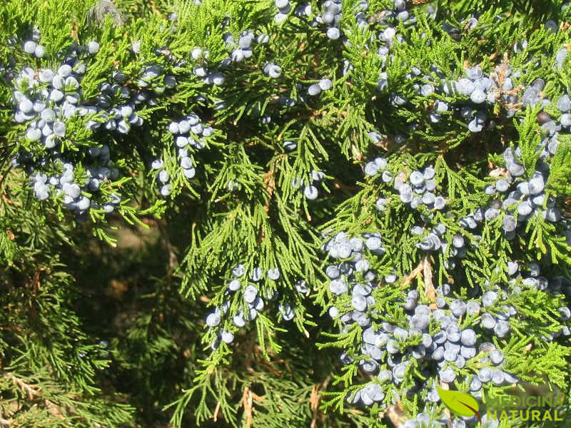 Junípero-vermelho - Juniperus virginiana