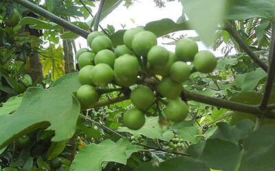 Jurubeba: saiba para que serve a planta