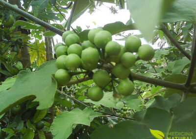 Jurubeba - Solanum paniculatum