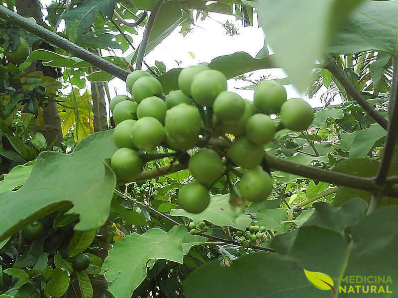 Jurubeba - Solanum paniculatum