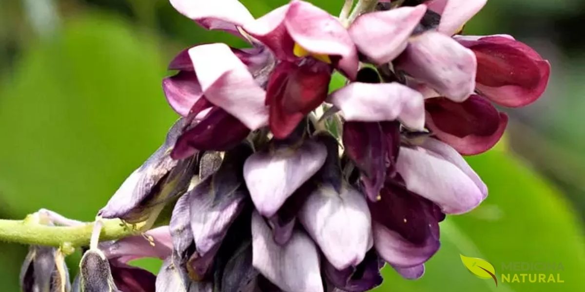 A planta kudzu (Pueraria lobata) exibe suas características flores roxas em formato de cacho. Originária da Ásia, esta trepadeira é reconhecida pela medicina tradicional chinesa há séculos por suas propriedades no tratamento da dependência alcoólica. As isoflavonas presentes em suas raízes e flores atuam reduzindo o desejo por álcool e aliviando sintomas de ressaca.