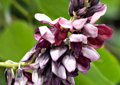 Kudzu - Pueraria lobata