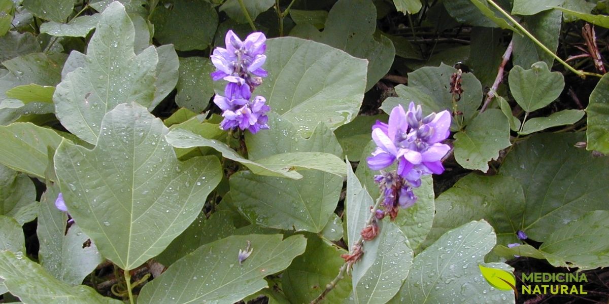 Detalhe da folhagem trifoliada e das inflorescências roxas do kudzu (Pueraria lobata). Esta planta medicinal é o único fitoterápico citado pelo National Institute on Alcohol Abuse and Alcoholism (NIAAA) dos EUA como tratamento promissor para o transtorno por uso de álcool. Estudos clínicos demonstram que o extrato de kudzu reduz significativamente o consumo de bebidas alcoólicas.