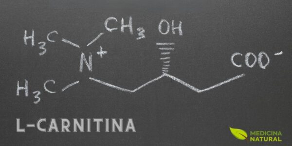 A L-Carnitina atua como um catalisador, otimizando a queima de gordura para fornecer o combustível necessário. Isso não só melhora a resistência durante o treino, mas também auxilia na recuperação muscular, permitindo treinos mais intensos e frequentes para melhores resultados de hipertrofia.