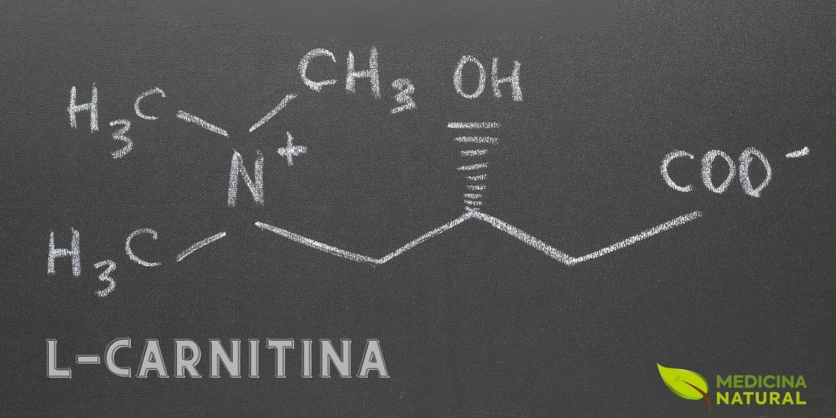 A L-Carnitina atua como um catalisador, otimizando a queima de gordura para fornecer o combustível necessário. Isso não só melhora a resistência durante o treino, mas também auxilia na recuperação muscular, permitindo treinos mais intensos e frequentes para melhores resultados de hipertrofia.
