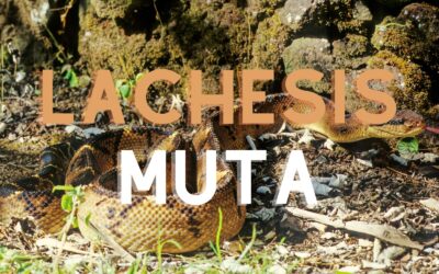 Lachesis muta: saiba para que serve o remédio homeopático