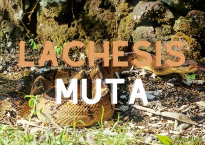 Lachesis muta - medicamento homeopático - remédio homeopático - homeopatia