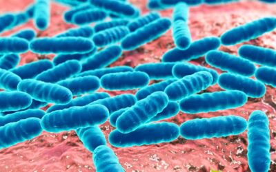 Lactobacillus: conheça os benefícios
