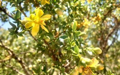 Larrea tridentata (CHAPARRAL)