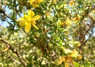 Larrea tridentata - CHAPARRAL