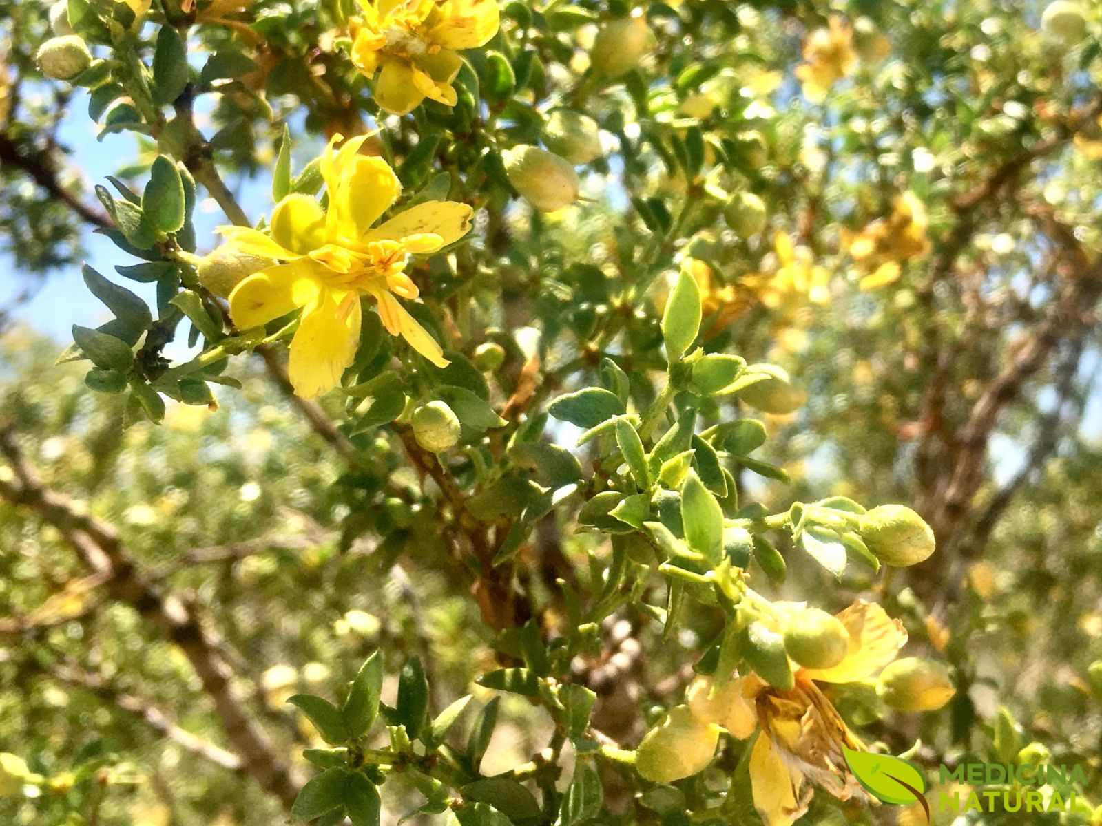 Larrea tridentata – CHAPARRAL Larrea tridentata - CHAPARRAL