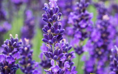 Lavanda: saiba para que serve o óleo