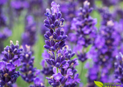 Lavanda - Lavandula angustifolia