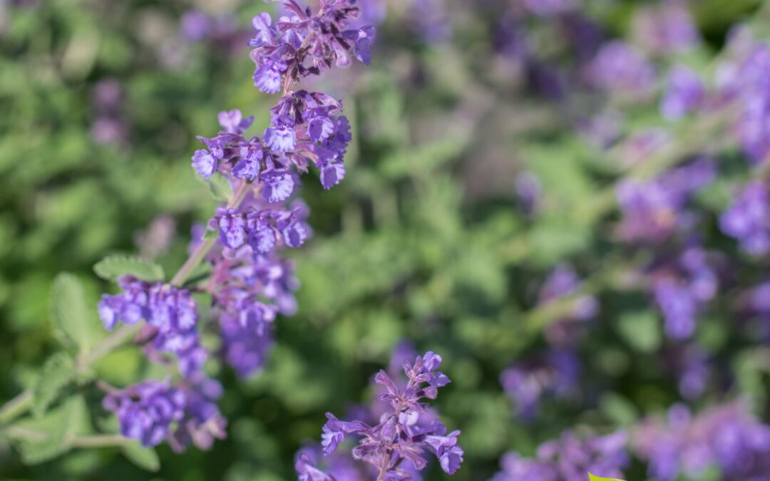 Lavandula officinalis (LAVANDA)