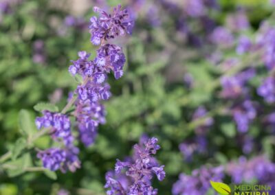 Lavandula officinalis - LAVANDA