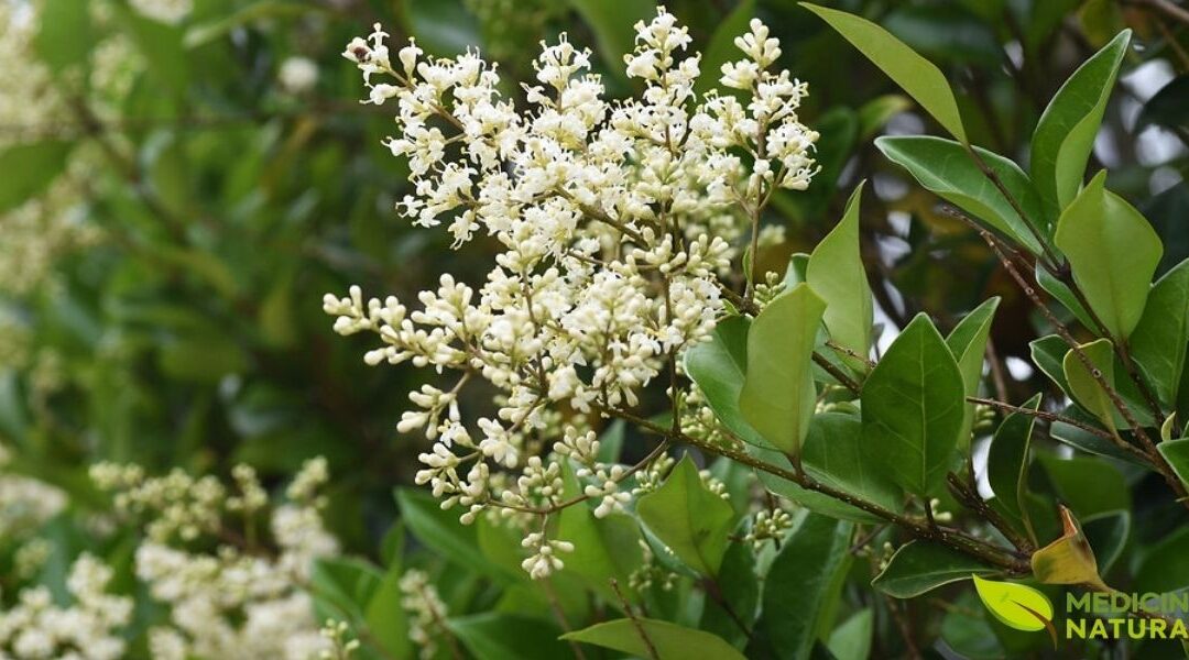 Alfeneiro: A Planta Chinesa que Fortalece Ossos e Saúde