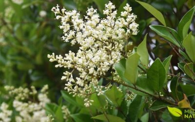 Alfeneiro: A Planta Chinesa que Fortalece Ossos e Saúde