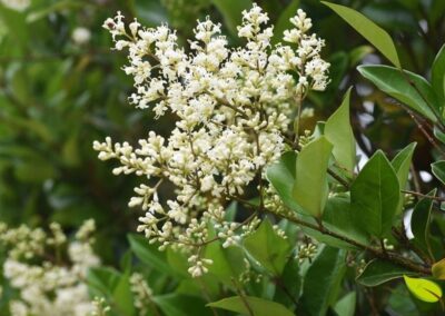 Árvore de Ligustrum lucidum (alfeneiro) com copa densa e folhas verde-escuras brilhantes. O Ligustrum lucidum é uma árvore perene resistente da família Oleaceae, com folhas brilhantes, flores brancas perfumadas e bagas medicinais.
