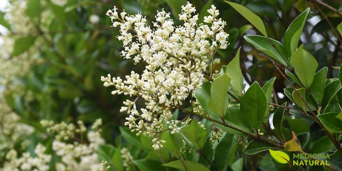 Árvore de Ligustrum lucidum (alfeneiro) com copa densa e folhas verde-escuras brilhantes. O Ligustrum lucidum é uma árvore perene resistente da família Oleaceae, com folhas brilhantes, flores brancas perfumadas e bagas medicinais.