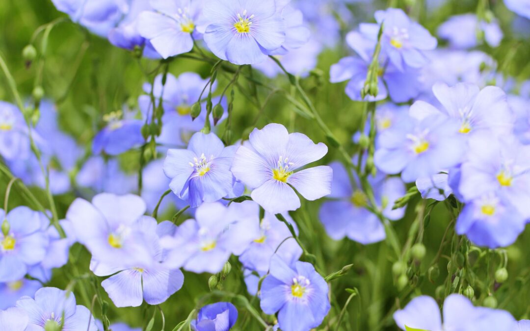 Linum usitatissimum (LINHAÇA)