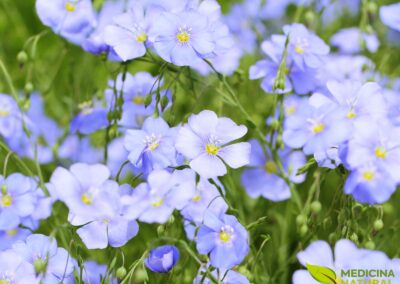 Linum usitatissimum - LINHAÇA