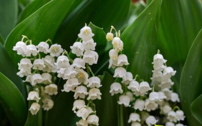 Convallaria majalis (LÍRIO-DO-VALE)