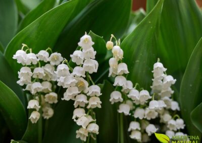 Lírio-do-vale - Convallaria majalis