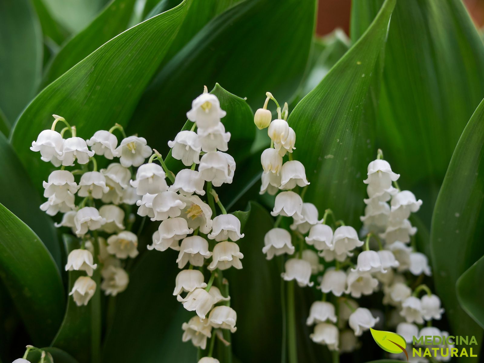 Lírio-do-vale – Convallaria majalis Lírio-do-vale - Convallaria majalis