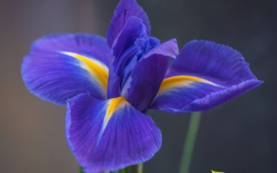 Iris florentina (LÍRIO-FLORENTINO)