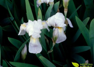 Lírio-florentino - Iris florentina