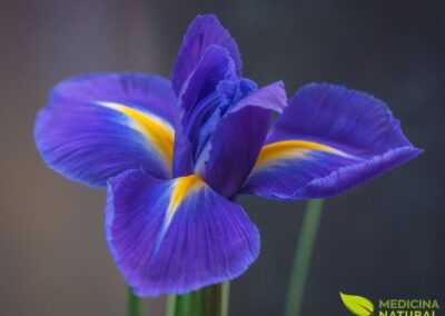 Lírio-florentino - Iris florentina