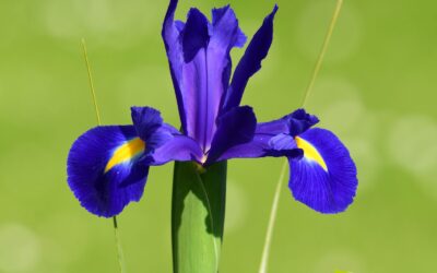 Lírio-roxo: saiba para que serve a raiz