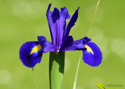 Lírio-roxo - Iris versicolor