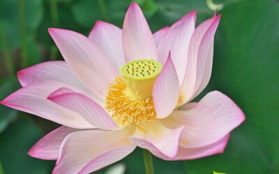 Nelumbo nucifera – LÓTUS-SAGRADO