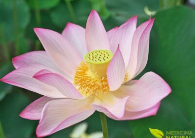 Flor-de-lótus - Lótus-sagrado- Nelumbo nucifera